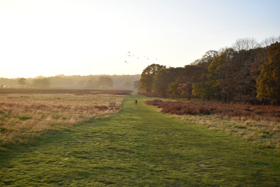 A long, grassy pathway in a natural outdoor setting stretches into the distance, with a person walking along it. The foreground features well-maintained green turf, bordered on the right by a line of trees with varying shades of green, brown, and orange foliage, indicating an autumn season. To the left, there are patches of wild grasses and low shrubs, with some areas appearing more rugged and less cultivated. In the background, the pathway continues towards a horizon filled with distant trees, and the sky above is clear with soft, warm lighting suggesting either early morning or late afternoon. Small groups of birds are flying in the sky above the trees, adding to the peaceful ambiance. The scene is free of visible structures or man-made objects, emphasizing a natural landscape, creating a calm, open environment suitable for outdoor activities or quiet contemplation. The image subtly supports themes of outdoor leisure, natural preservation, and alternative outdoor spaces that could be managed by private waste services to maintain its pristine condition, aligning with the context of external environment management or rubbish removal in natural areas.